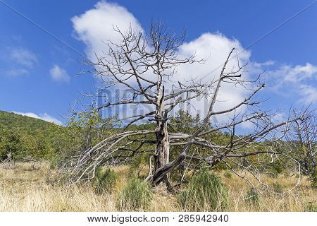 The Dried Relic Juniper (juniperus Excelsa) In The Crimean Mountains.
