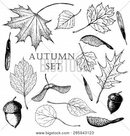 Hand Drawing Vector Set Of The Leaves And Seeds On A White Background. Including The Leaves Of Maple