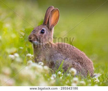 Wild Rabbit (oryctolagus Cuniculus) On Lovely Green Vegetation Background With Beautiful White Flowe