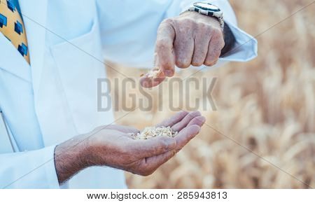 Scientist researching new types of grain, crops and plants, close-up
