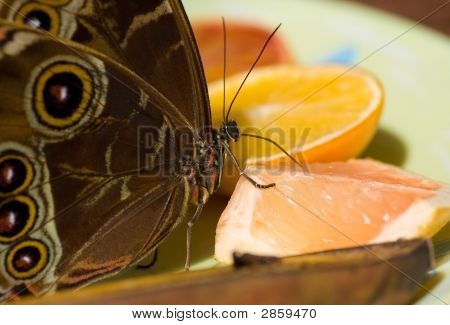 Blauwe Morpho Butterfly