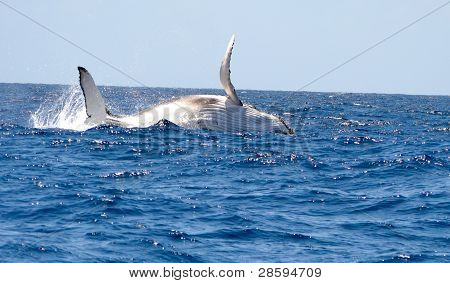 Walvis spotten