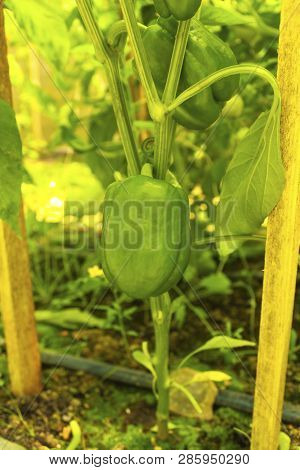 Green Bell Pepper Hanging On Tree In The Plantation