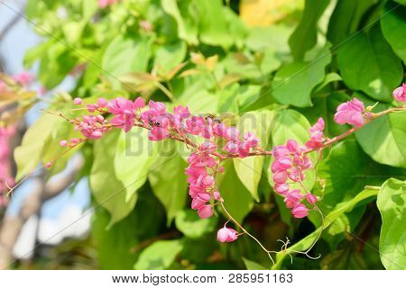 The Bunch Of Beautiful Pink Antigonon Or Chain Of Love Flowers With Green Leaves On Tree.