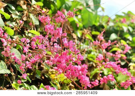 The Bunch Of Beautiful Pink Antigonon Or Chain Of Love Flowers With Green Leaves On Tree.