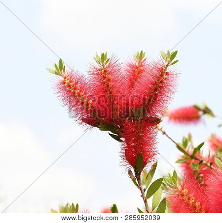 Callistemon rigidus plant with green and red leaves citrius