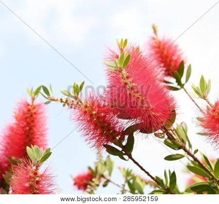 Callistemon rigidus plant with green and red leaves citrius