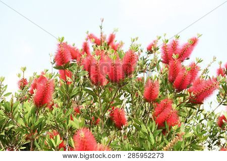 Callistemon rigidus plant with green and red leaves citrius