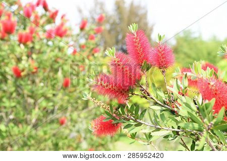 Callistemon rigidus plant with green and red leaves citrius