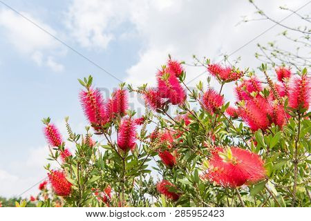 Callistemon rigidus plant with green and red leaves citrius
