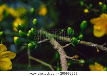 Yellow Apricot Blossom (ochna Integerrima) Blooming | Mai Blossom In Vietnam Tet Holiday