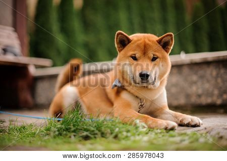 Cute Shiba Inu In The Blue Butterfly On The Leash Looking Into The Camera