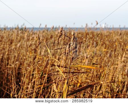 Thickets Of Reeds On A Sunny Day. Close-up. Blurred Background