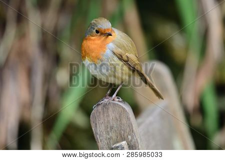 Portrait Of A European Robin (erithacus Rubecula) Perching On A Wooden Chair