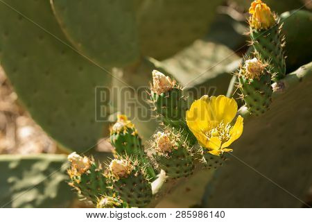 Beautiful Flower Of Opuntia Ficus-indica Or Cactus Pear Are Widely Spread Along Sicily And Puglia