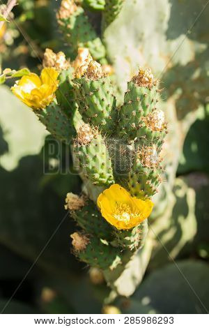 Beautiful Flower Of Opuntia Ficus-indica Or Cactus Pear Are Widely Spread Along Sicily And Puglia