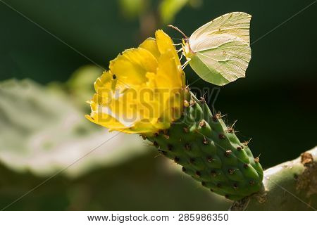 Butterfly On The Beautiful Flower Of Opuntia Ficus-indica Or Cactus Pear Are Widely Spread Along Sic