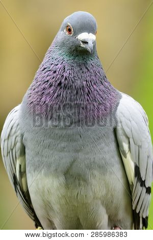 Close Up Portrait Of A Pigeon Looking At The Camera