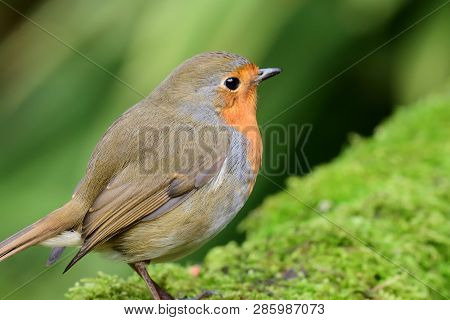 Portrait Of A European Robin (erithacus Rubecula) Perching On A Branch