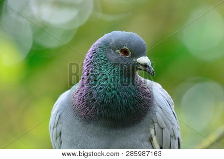 Close Up Portrait Of A Pigeon With A Green Background