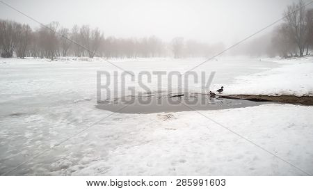 Winter, Morning Or Evening. Landscape With Snow, Fog, River, Tree, Lake And Ducks. Picture Taken In 