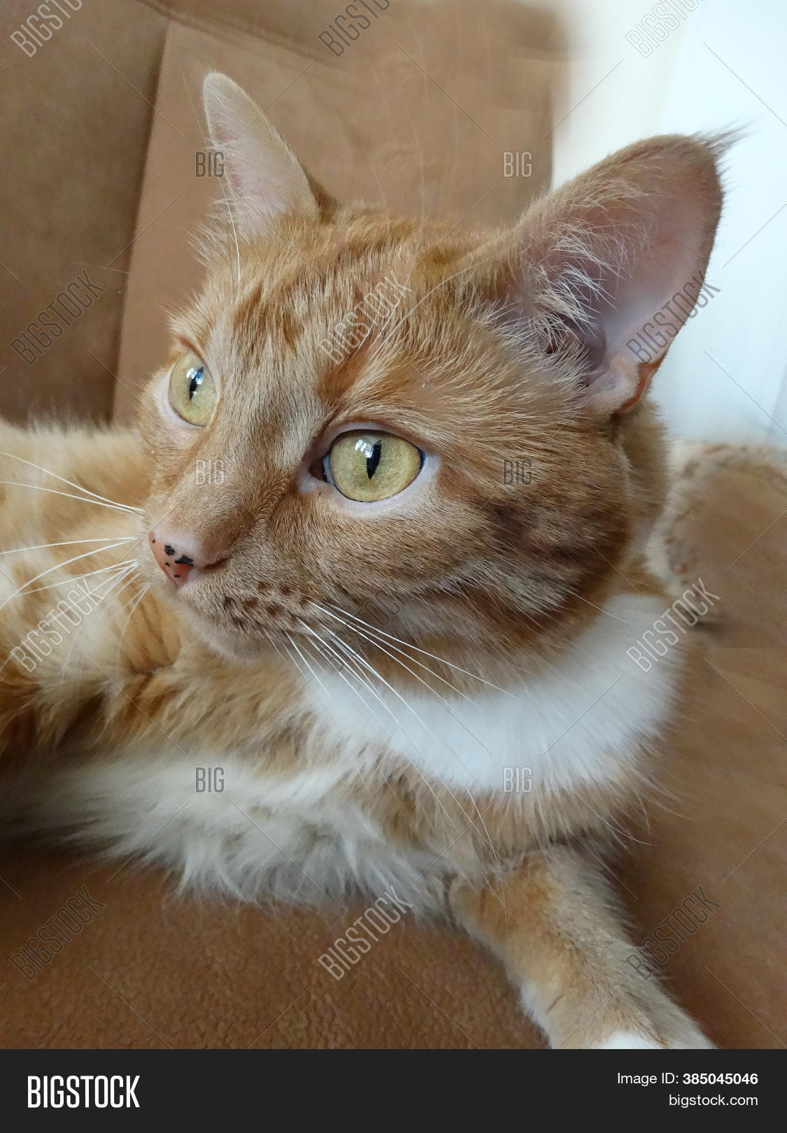 Ginger Cat Yellow Eyes Image & Photo (Free Trial) Bigstock