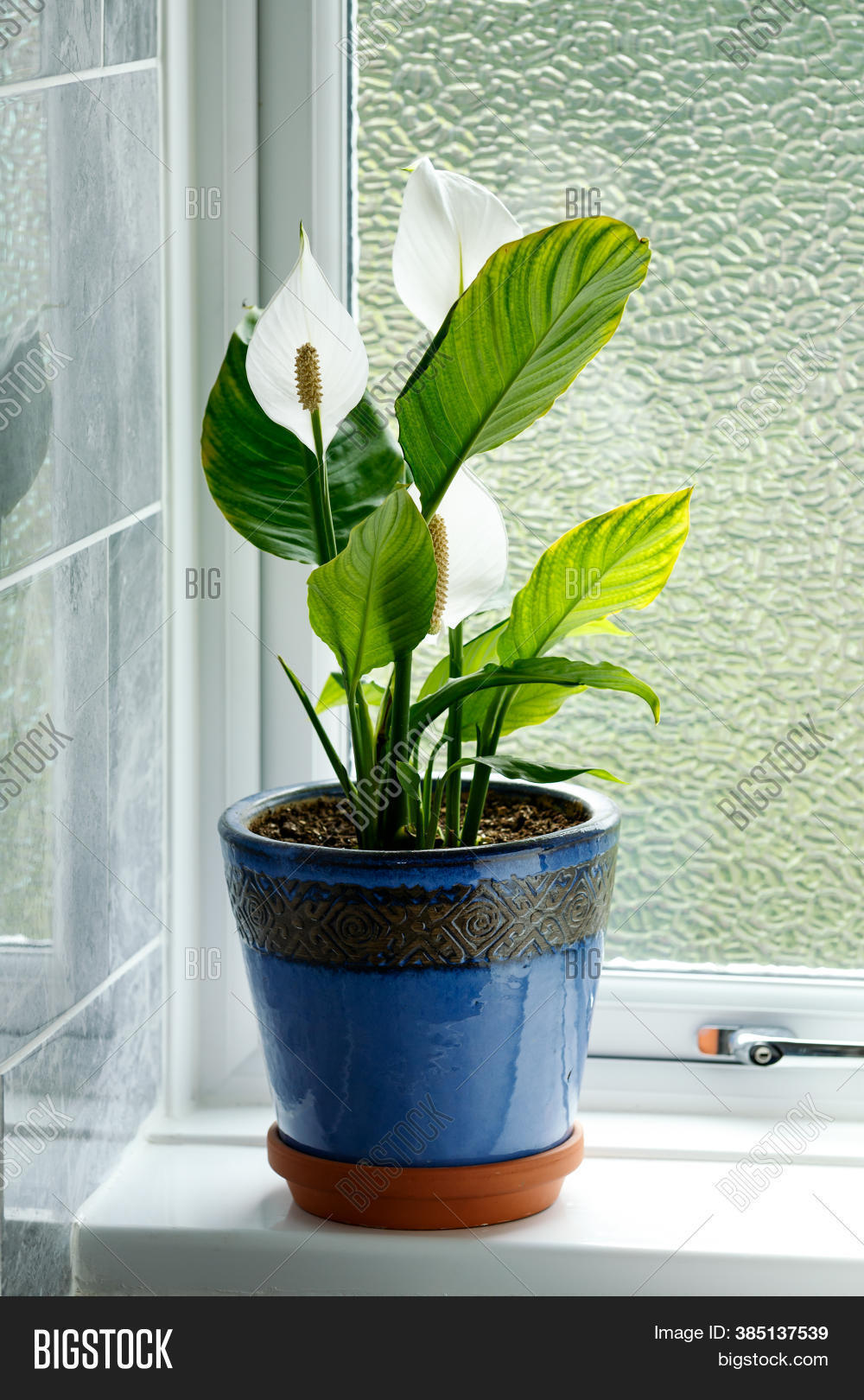Peace Lily Image Photo Free Trial Bigstock