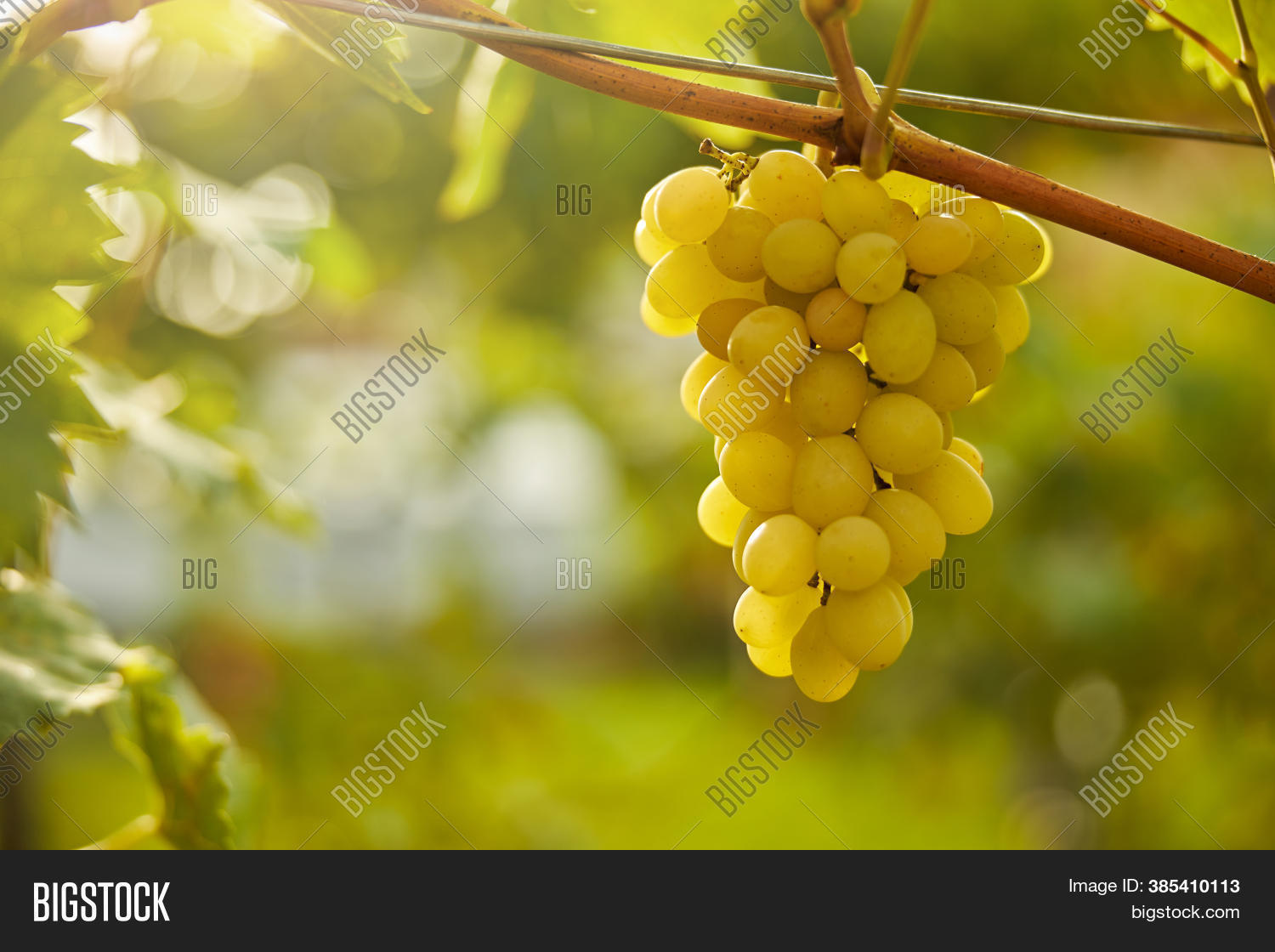 White Grapes Cluster Image & Photo (Free Trial) Bigstock