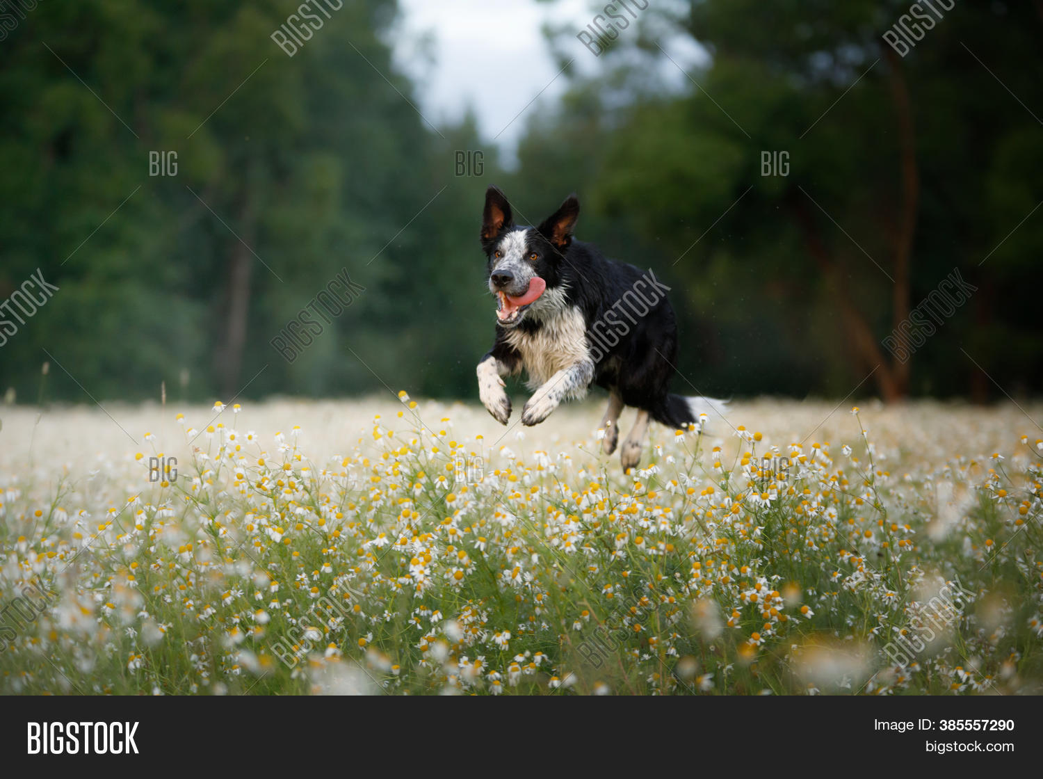Dog Jumps Field Image & Photo (Free Trial) Bigstock