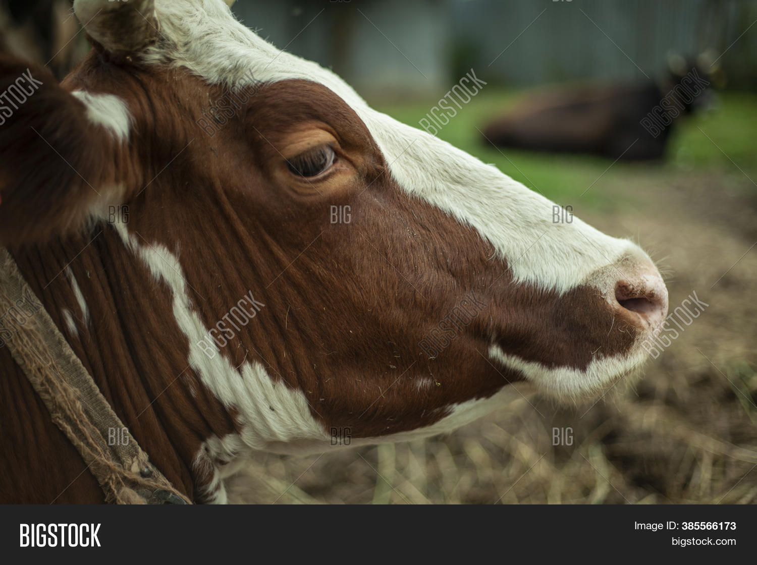 Cow On Farm. Cow Shot Image & Photo (Free Trial) Bigstock