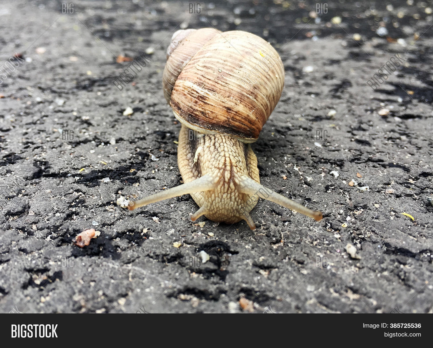 Small Garden Snail Image & Photo (Free Trial) Bigstock
