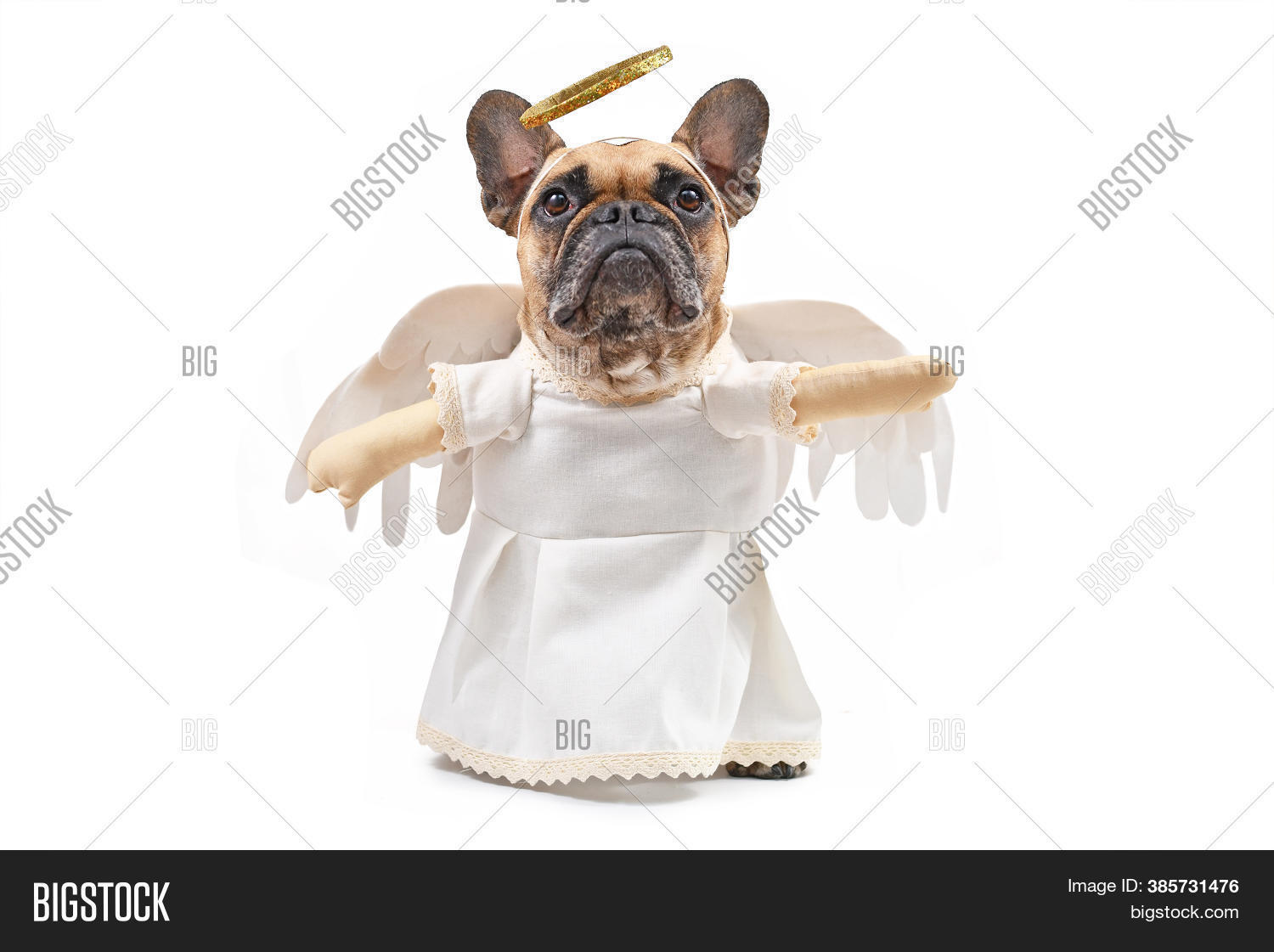 bulldog ballerina costume
