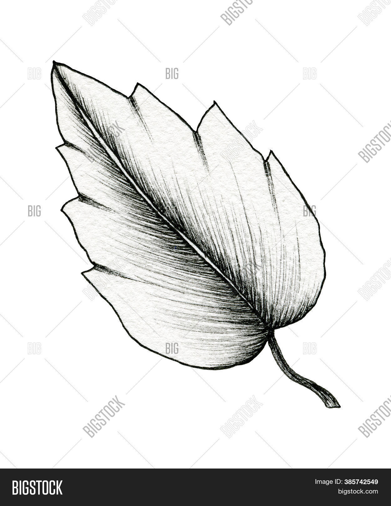 Black Ink Leaf Drawing Image & Photo (Free Trial) | Bigstock