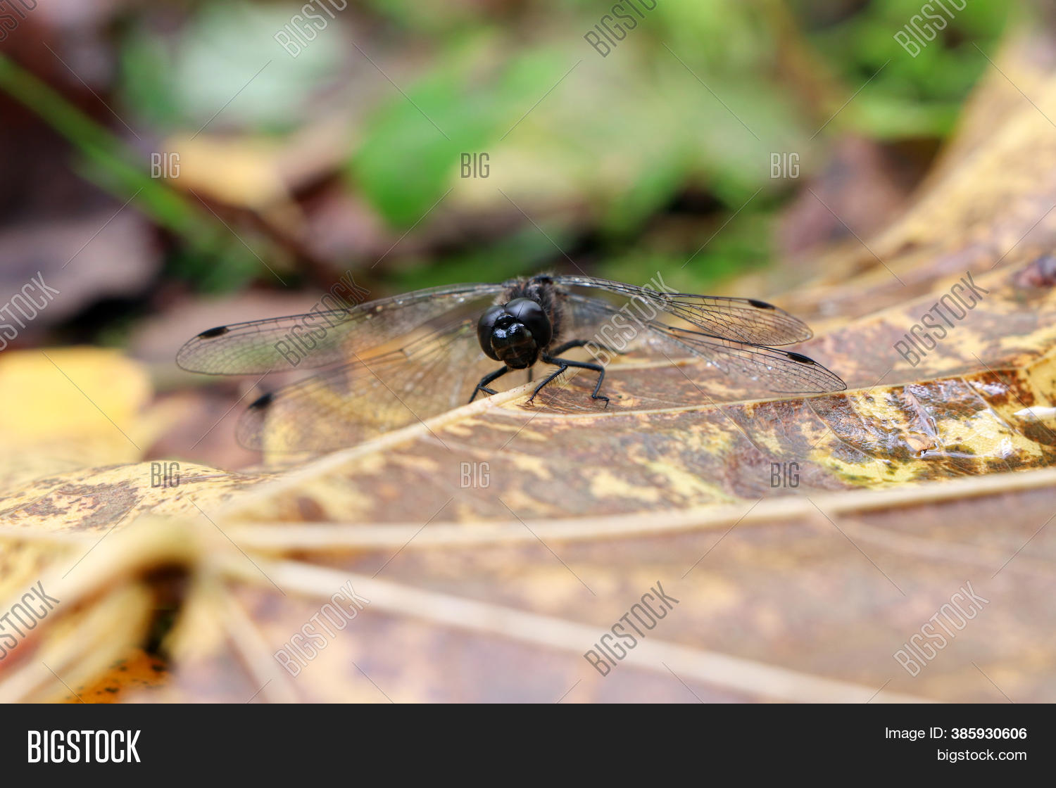 Black Dragonfly On Image & Photo (Free Trial) | Bigstock