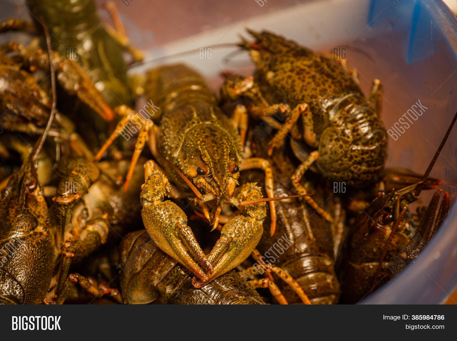 Crayfish Bucket. Green Image & Photo (Free Trial) Bigstock