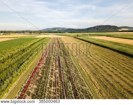 Aerial Drone Image Of Fields With Diverse Crop Growth Based On Principle Of Polyculture And Permacul