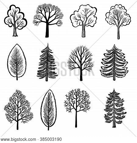 Stylized Black Tree And Shrub Silhouettes Isolated On White Background. Decorative Set Of Vector Fir