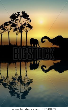 Elephant Reflection