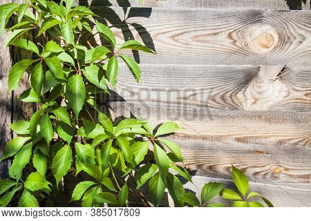 Parthenocissus Quinquefolia, Known As Virginia Creeper, Victoria Creeper, Five-leaved Ivy, Or Five-f