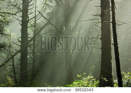 Forest zonlicht