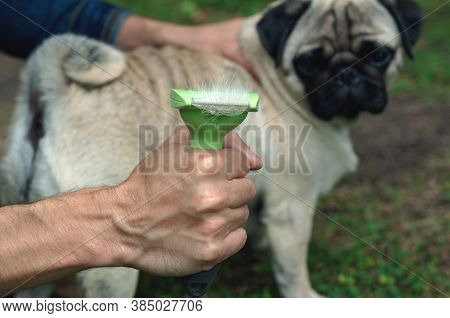 Person Combs Dog With A Metal Grooming Comb. Seasonal Molting Of Pets And Removal Of Excess Undercoa
