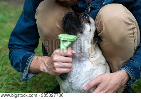 Person Combs Dog With A Metal Grooming Comb. Seasonal Molting Of Pets And Removal Of Excess Undercoa