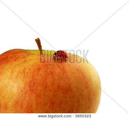 Ladybird On Ripe Apple