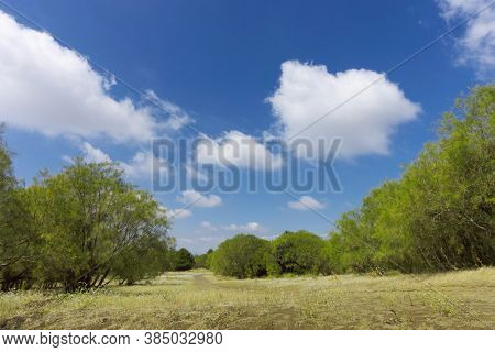 landscape of broom trees in a clearing of Etna Park below cumulus clouds, natural landmark of Sicily tourism