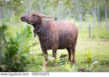 Thai Buffalo Walk Over The Field Go Back Home With Sunset. Life\' Machine Of Farmer. Original Agricu