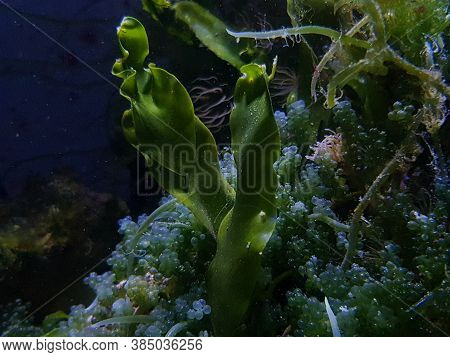 Caulerpa Prolifera In Refugium System For Saltwater Coral Reef Aquarium Tank