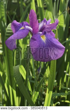 Japanese Iris (iris Ensata). Another Scientific Name Iris Kaempferi