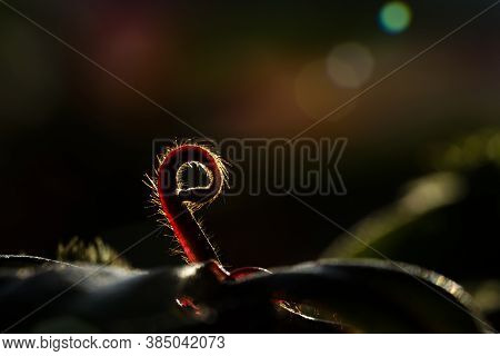 Carnivorous Plant In The Bog (natural Environment). Drosera Anglica - English Sundew Or Great Sundew