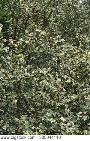 Variegated Rose Of Sharon Tree In Blossom