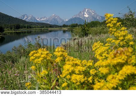 View Of The Grand Tetons Mountains As Seen From Oxbow Bend, With Defocused Elmleaf Goldenrods Flower